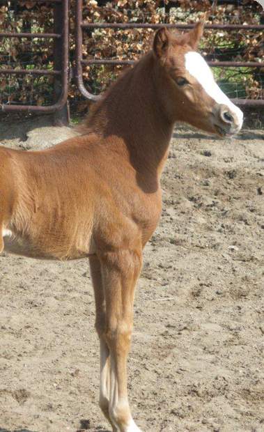 Reitponystation