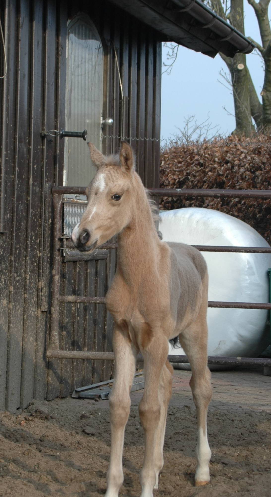 Reitponystation