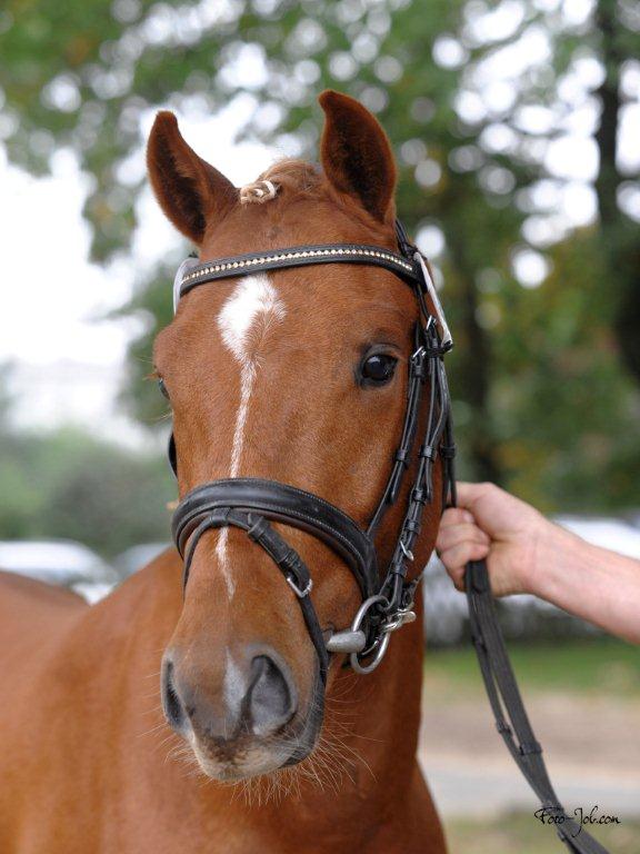 Reitponystation