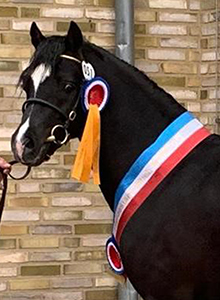 Stenderups Olympic